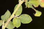 Hairy lespedeza